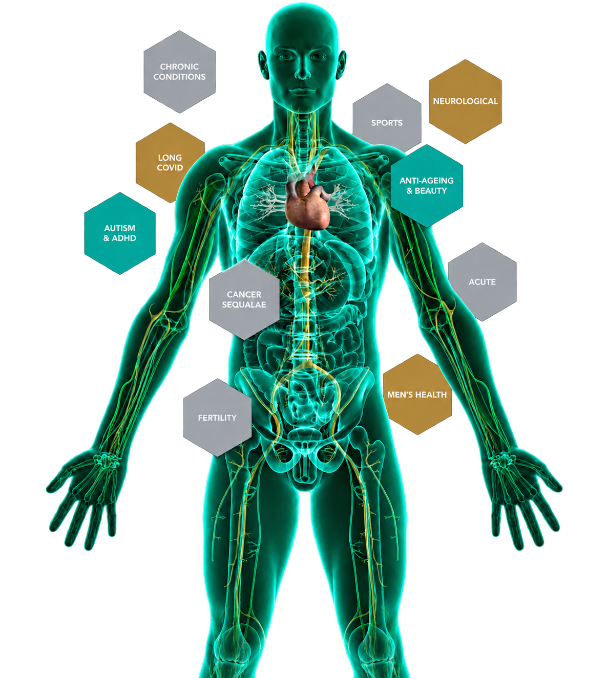 Illustration of the human body with hexagonal labels for the areas of health we support, including chronic conditions, neurological, long covid, autism & ADHD, sports, anti-ageing & beauty, cancer sequalae, fertility, acute and men's health
